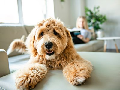 woman with his Golden Labradoodle dog reading at home